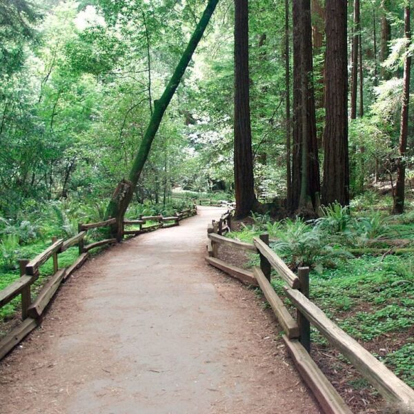 Muir Woods Path
