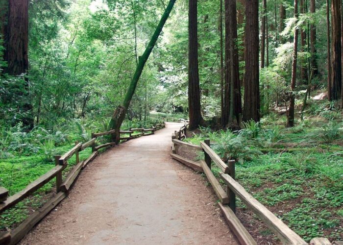 Muir Woods Path