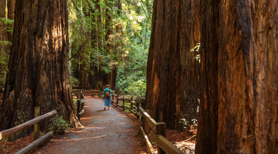 A person with a backpack walks along a dirt path surrounded by tall redwood trees and wooden railings in a sunlit forest during a Muir Woods and Sausalito tour.