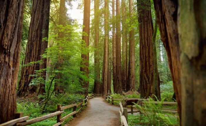 Photo of the walkway for a Muir Woods tour