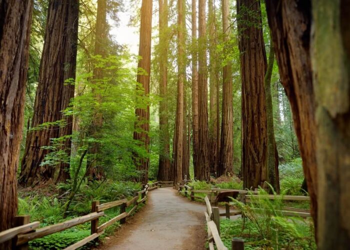 Photo of the walkway for a Muir Woods tour