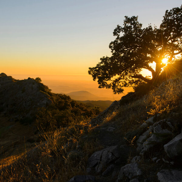 A solitary tree on top of a mountain in Yosemite National Park, California.