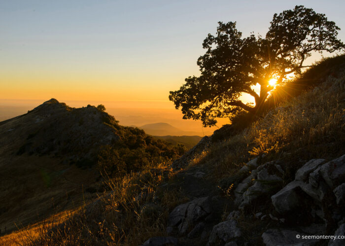 A solitary tree on top of a mountain in Yosemite National Park, California.