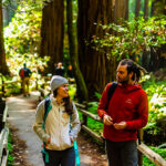 Two people walking through a redwood forest on a Small group tour from San Francisco.
