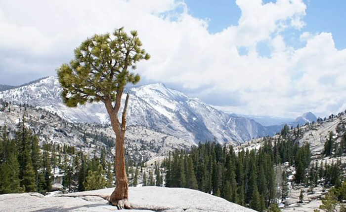 A lone tree sits on top of a mountain in Yosemite National Park, accessible through small group tours departing from San Francisco.