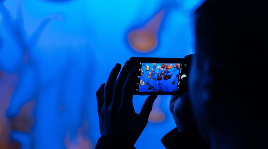 A person is taking a picture of a jellyfish in California with a cell phone.