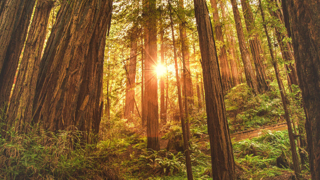 Small group tours explore the majestic redwood forest as the sun shines through in California.