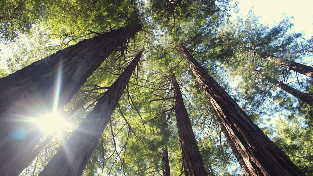 In the majestic yosemite national park, the sun beautifully shines through the towering trees of a redwood forest, creating a mesmerizing sight.