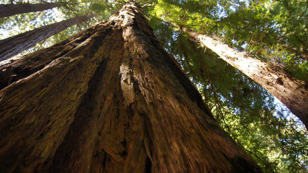 Small group tours to see the tallest redwood tree in California.