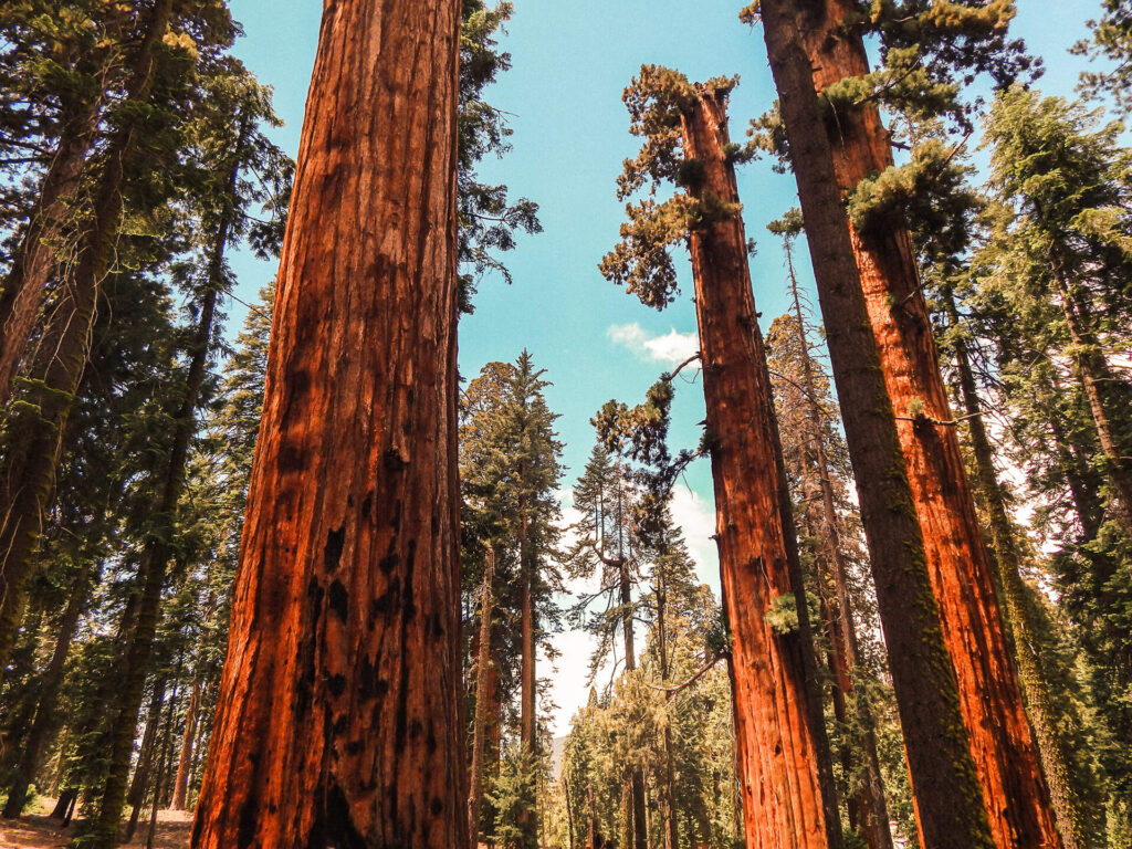 Explore the breathtaking beauty of Sequoia national park and Yosemite on unforgettable small group tours in California.