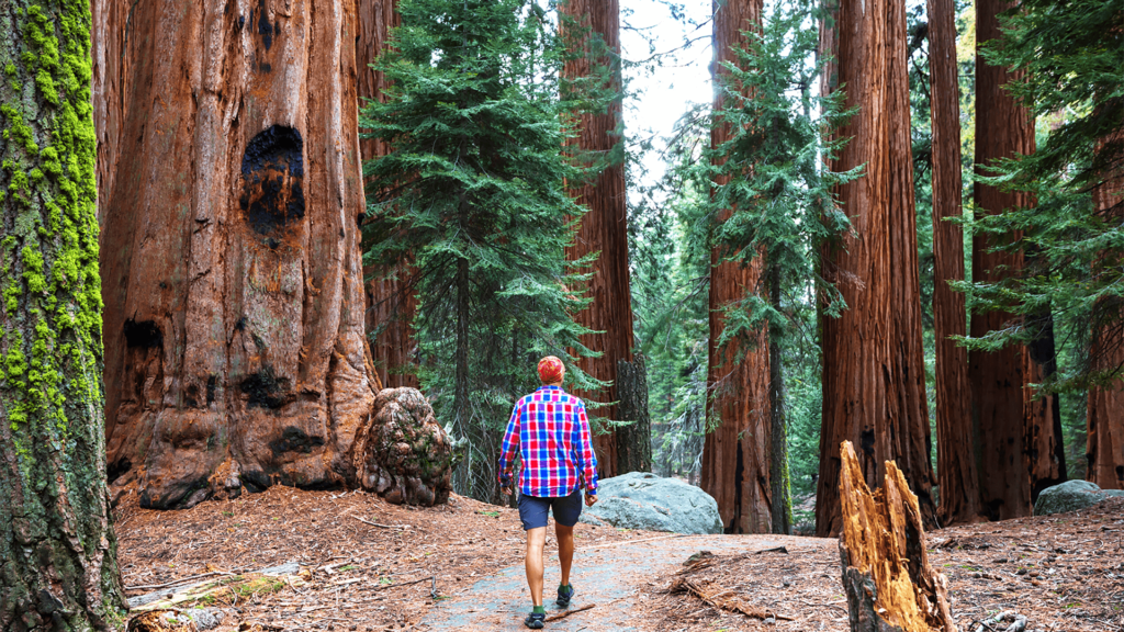 A man walking through a redwood forest in Yosemite National Park on a California tour.