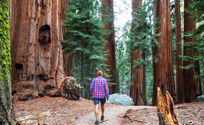 A man walking through a redwood forest in Yosemite National Park on a California tour.