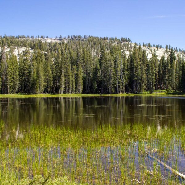 A lake surrounded by pine trees in Yosemite National Park, California.