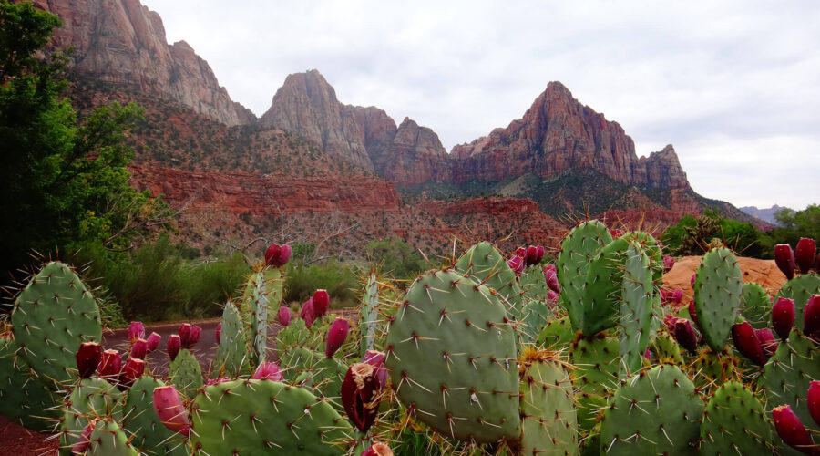 A cactus plant in front of a mountain in Zion National Park, California.
