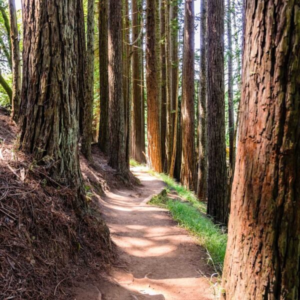A trail in the woods with trees in the background, perfect for small group tours visiting San Francisco, California.