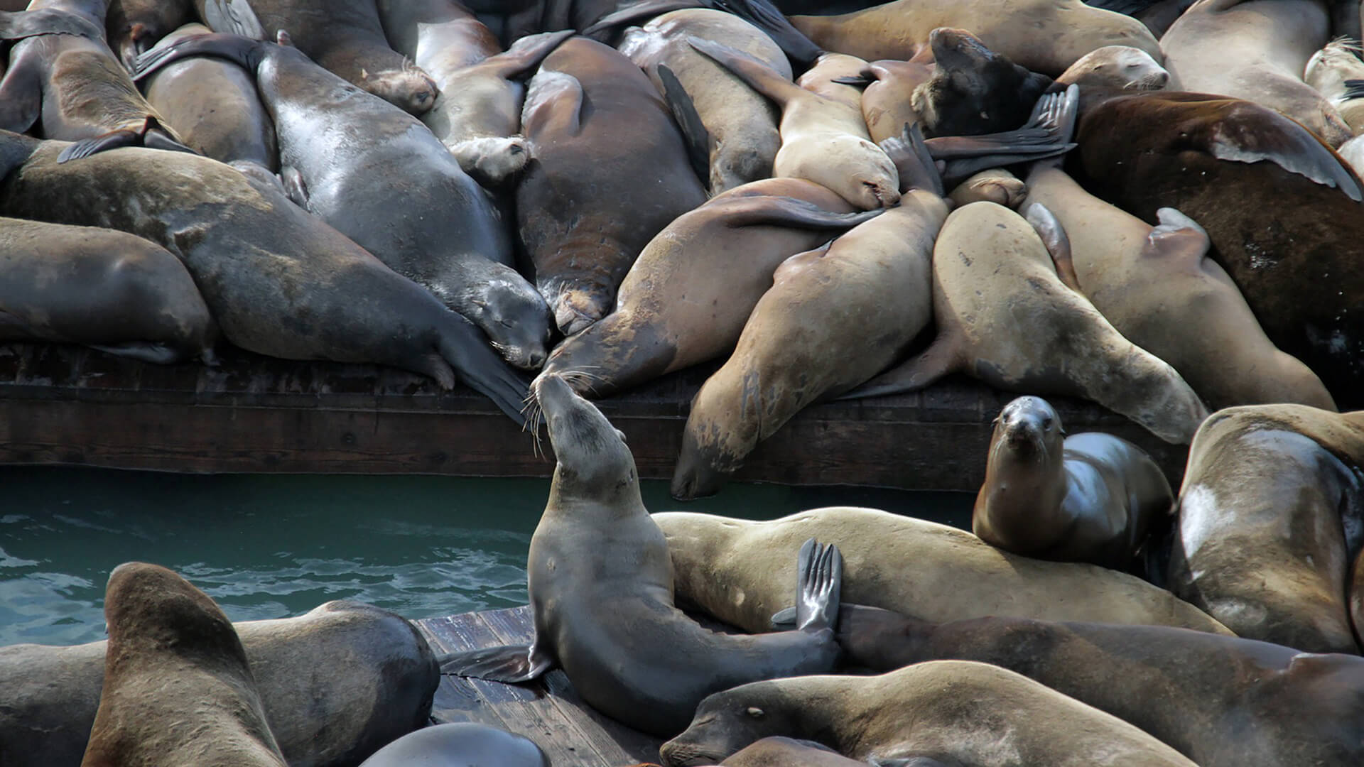 A group of sea lions laying on a dock.