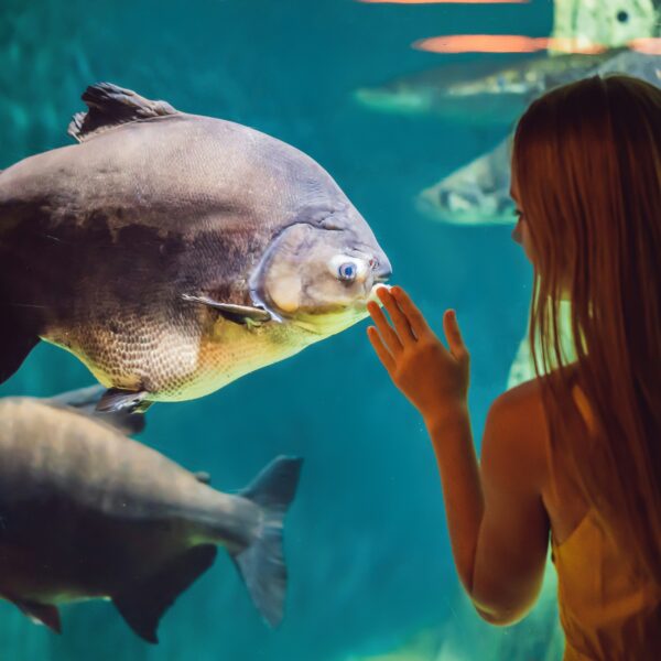 A woman touches a glass aquarium as a large fish swims close, with other fish in the background, in a dimly lit Muir Woods-themed aquatic environment.