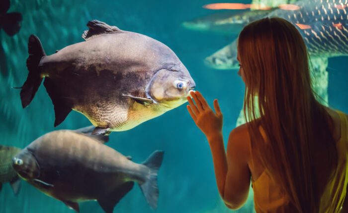 A woman touches a glass aquarium as a large fish swims close, with other fish in the background, in a dimly lit Muir Woods-themed aquatic environment.