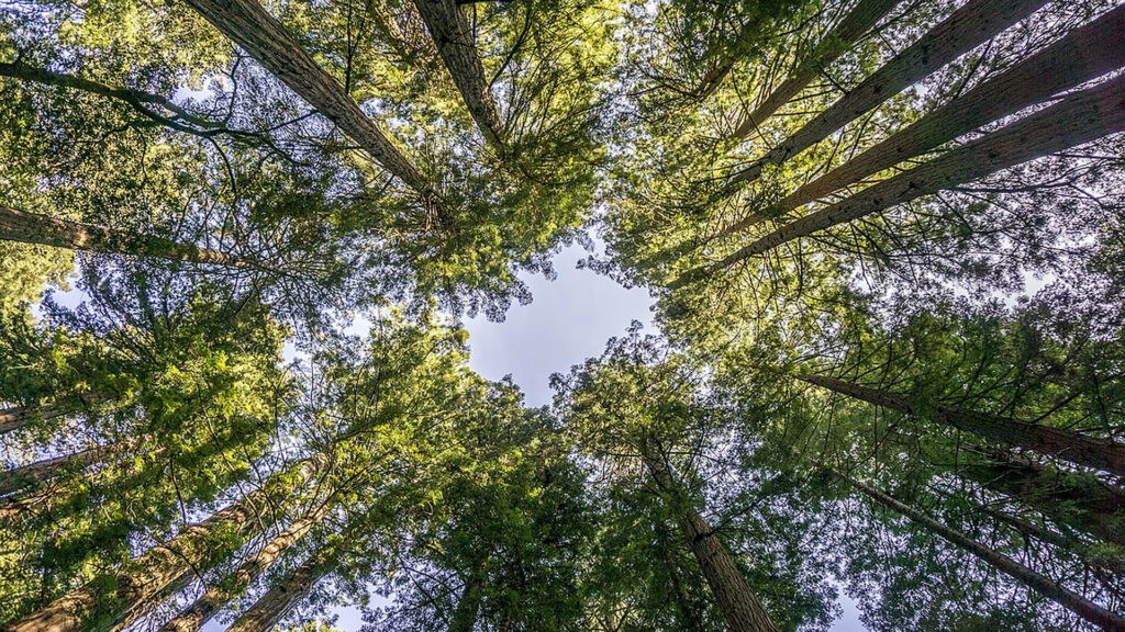 A view looking up at tall trees with green foliage, forming a circular opening in the canopy, with the sky visible through the center.