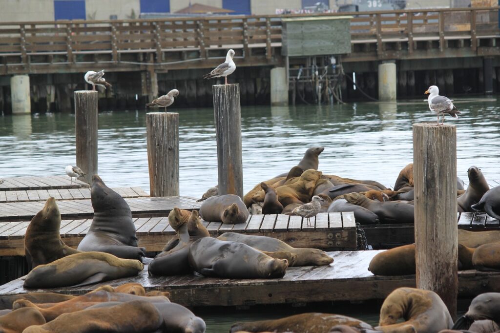 Sea lions rest on wooden platforms beside a waterfront, with several seagulls perched on nearby posts. A wooden pier and calm water are seen in the background.