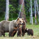 In the heart of Alaska, a mother bear stands in a forest clearing with three playful cubs, showcasing one of the tour's highlights with majestic trees and lush grass in the background.