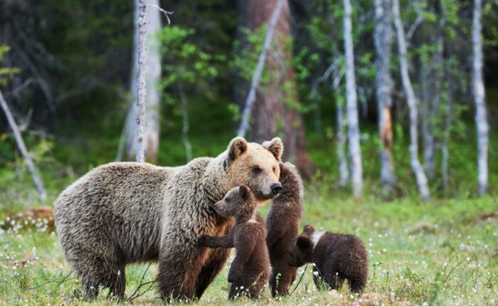 In the heart of Alaska, a mother bear stands in a forest clearing with three playful cubs, showcasing one of the tour's highlights with majestic trees and lush grass in the background.