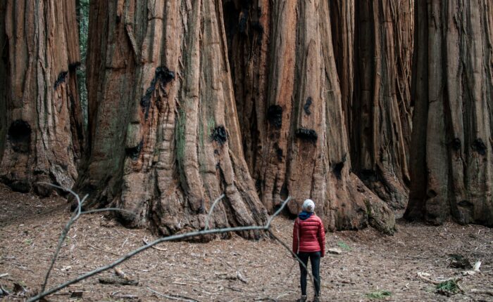 Person in a red jacket and blue hat standing in front of giant sequoia trees on a tour near San Francisco.