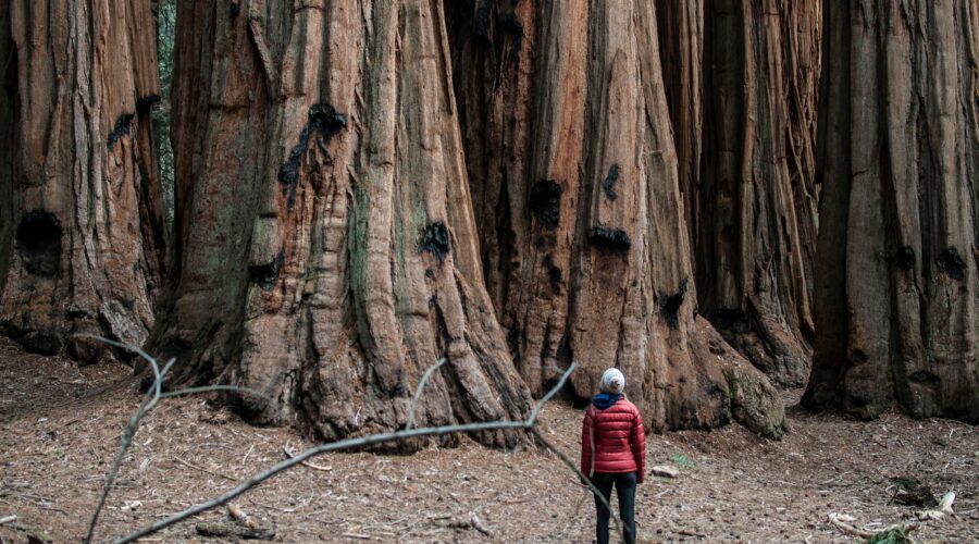 Person in a red jacket and blue hat standing in front of giant sequoia trees on a tour near San Francisco.