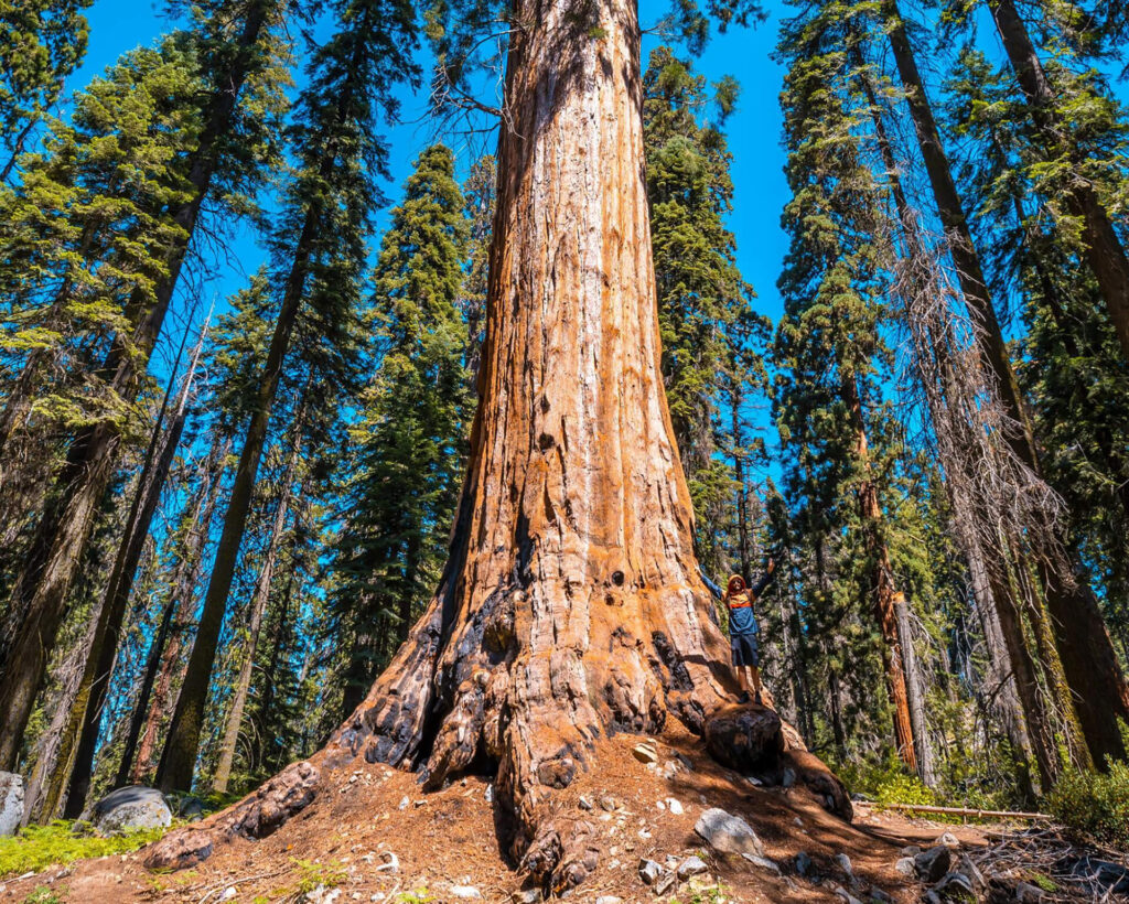 A person is standing next to the base of a large tree in a forest filled with tall trees under a clear blue sky.