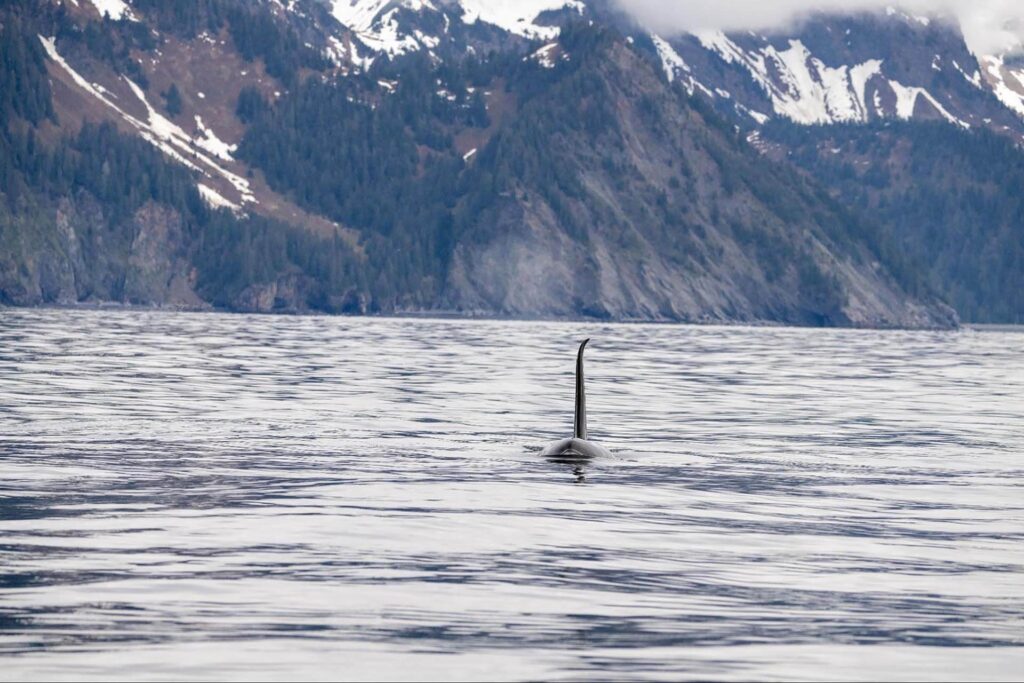 Orca fin visible above water, with snowy mountains and forested hills in the background.