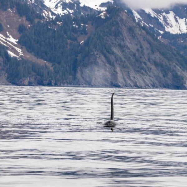 Orca fin visible above water, with snowy mountains and forested hills in the background.