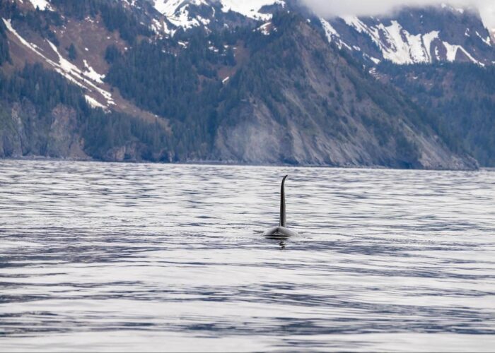 Orca fin visible above water, with snowy mountains and forested hills in the background.