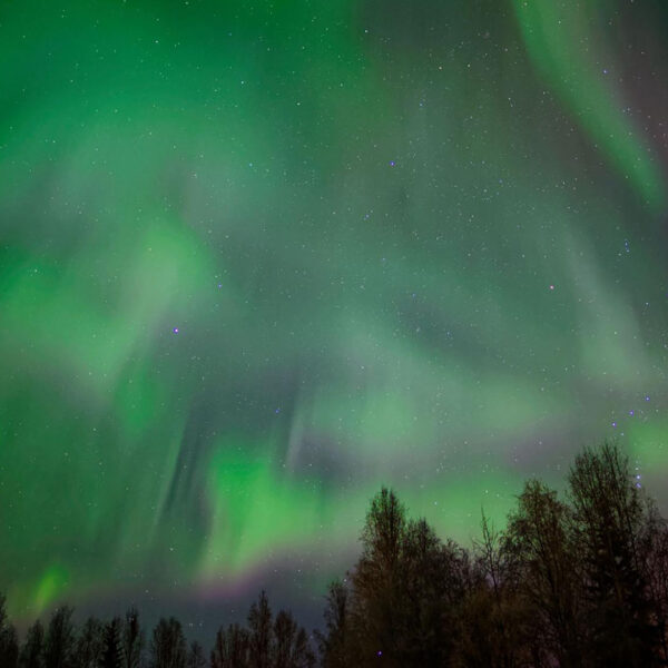 The enchanting green aurora borealis lights up the night sky above a silhouette of trees, providing a breathtaking spectacle in Fairbanks. Join one of the renowned tours to witness this natural wonder firsthand.