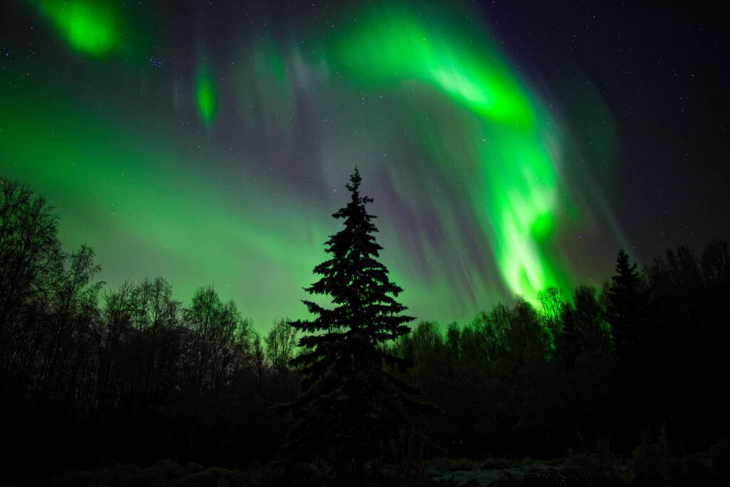 A silhouette of a tree stands against a night sky lit by green and yellow auroras, with stars visible in the background, capturing the breathtaking beauty of Alaska's wonders like Denali.