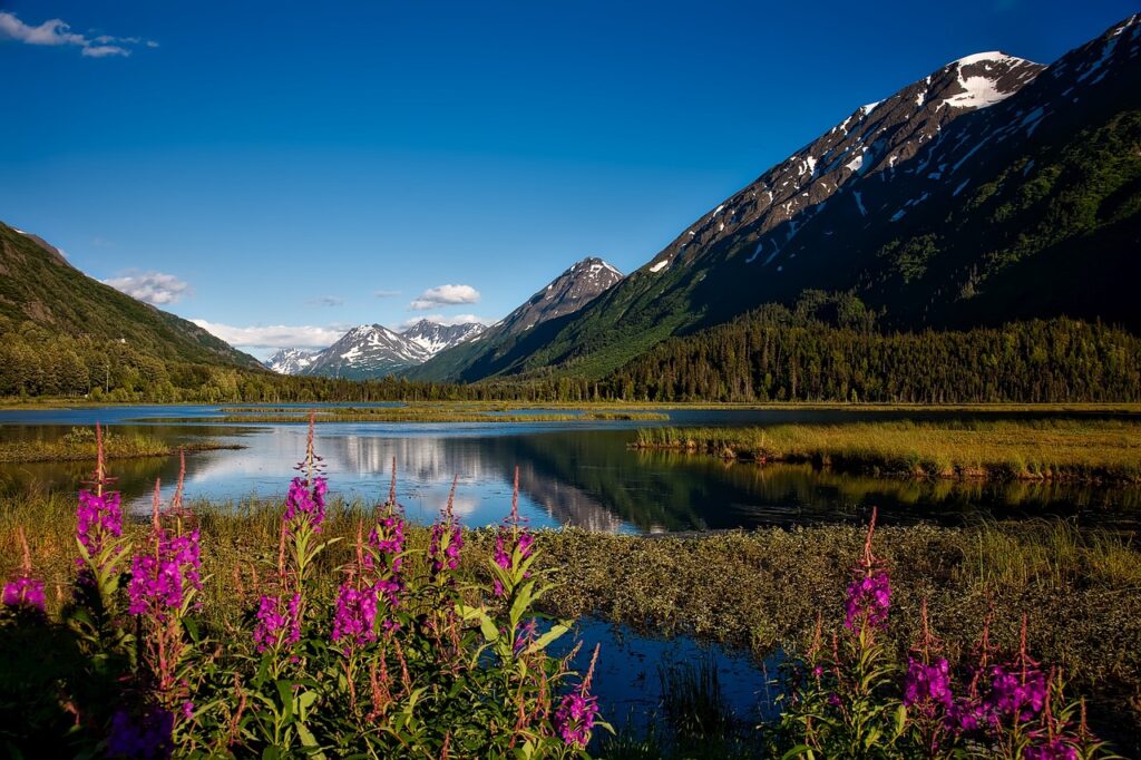 A mountain landscape reminiscent of Denali, with a lake reflecting snowy peaks, surrounded by green forests and vibrant pink wildflowers in the foreground under a clear blue sky.