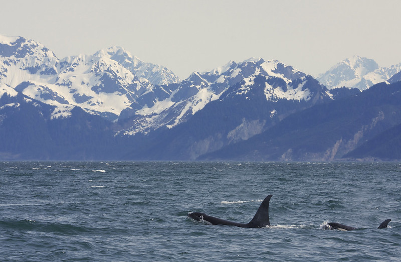 Orcas swimming in the foreground with snow-capped mountains in the background under a clear Alaska sky, offering a quintessential Kenai Fjords experience.