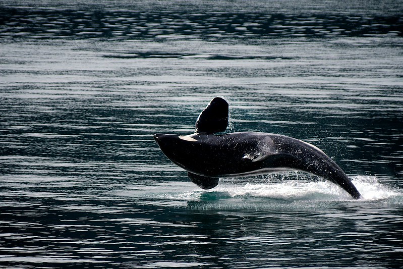 An orca leaps majestically out of the water in Resurrection Bay, creating a spectacular splash against the backdrop of an unforgettable Alaska Cruise.