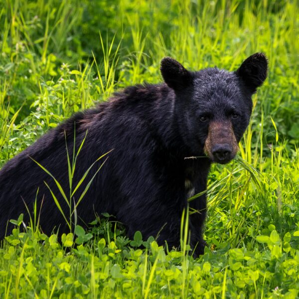A black bear sits in a field of tall green grass, looking directly at the camera