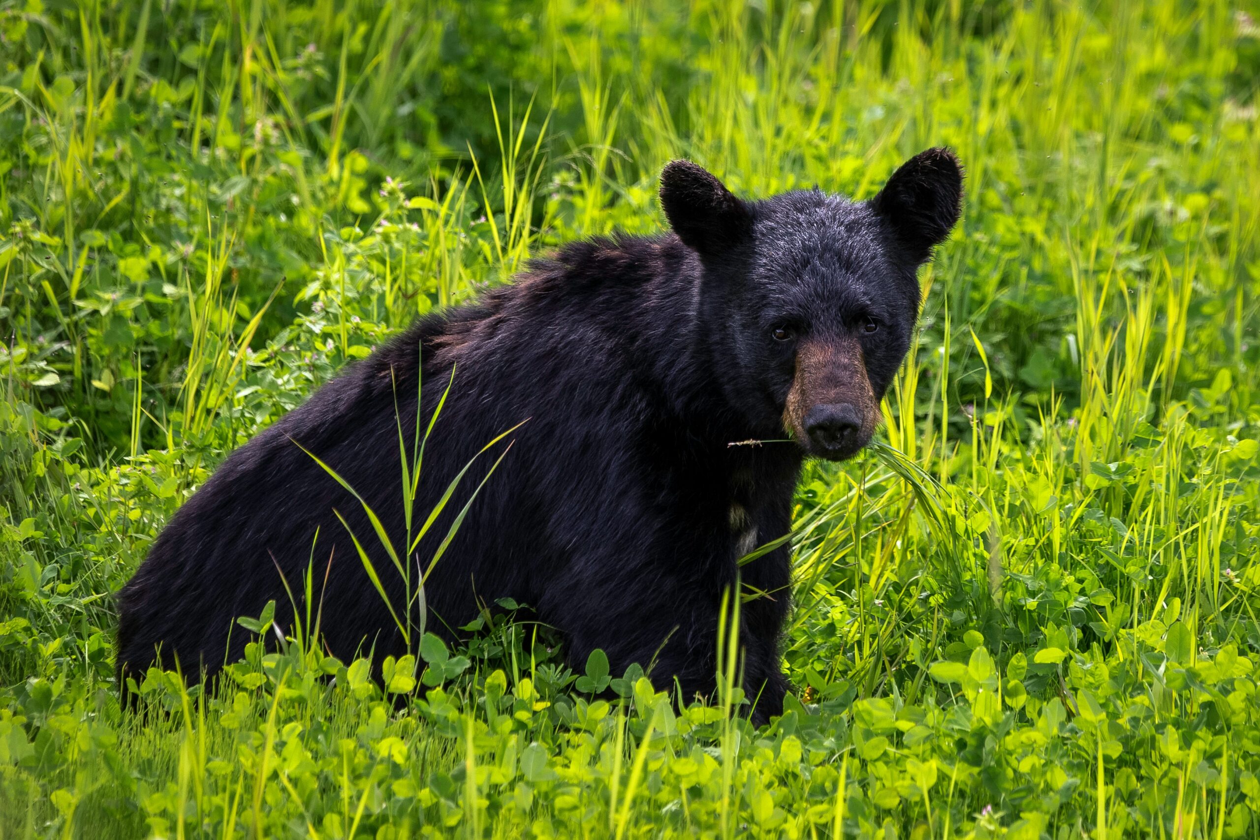 A black bear sits in a field of tall green grass, looking directly at the camera