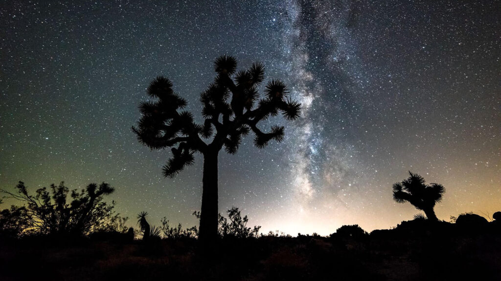 Silhouette of a Joshua tree in a National Park under a night sky filled with stars and the Milky Way, with a faint glow on the horizon.
