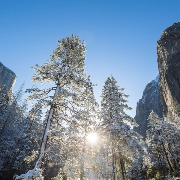 winter trees in Yosemite