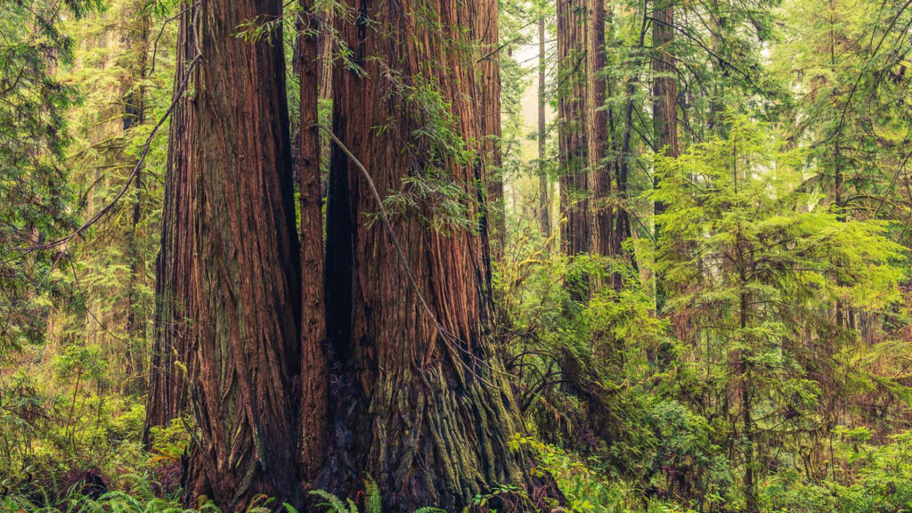 Large redwood trees surrounded by green ferns and dense foliage in a misty forest setting capture the travel style of exploring a best national park on the West Coast.